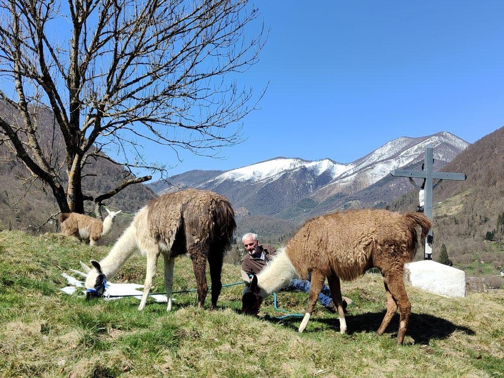 lamas de l'escolan en randonnée