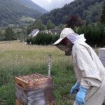 Philippe et ses ruches
